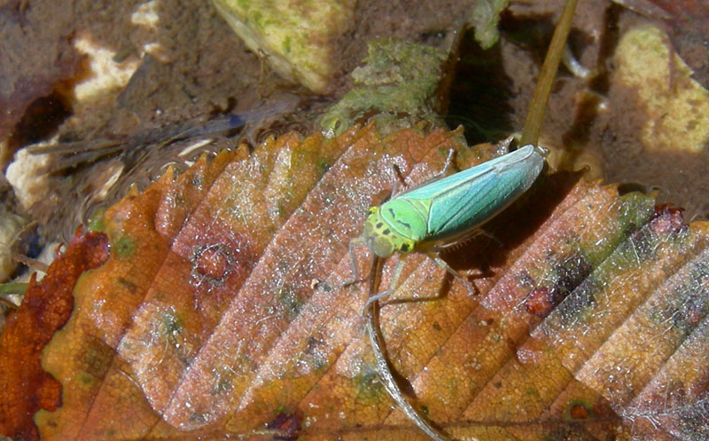 Cicadella viridis