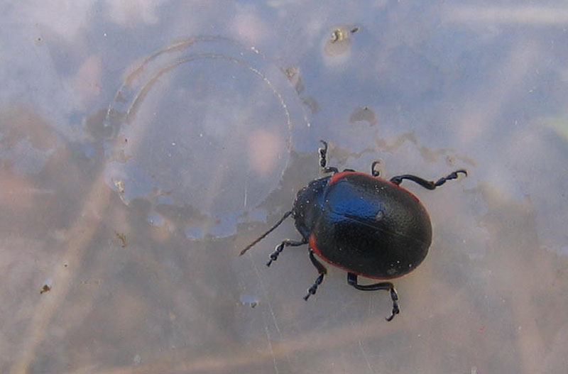 da determinare..... Chrysolina rossia