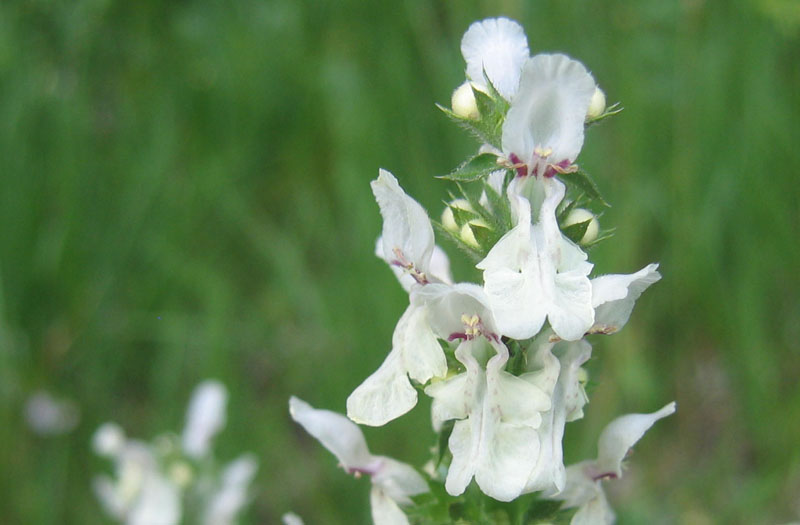 Stachys recta  / Stregona gialla