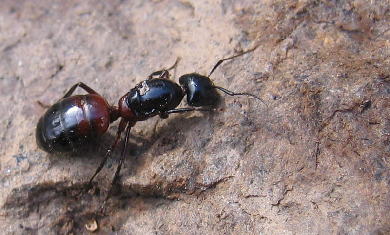 formiche giganti, uova (Camponotus sp.)