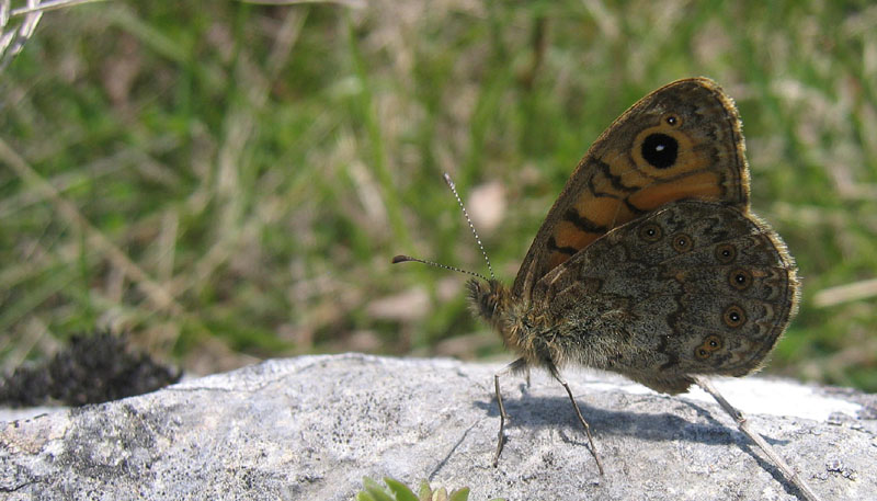 Lasiommata megera - Nymphalidae Satyrinae....dal Trentino