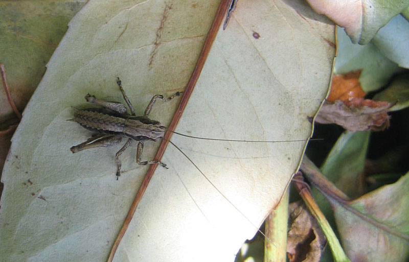 Pholidoptera griseoaptera