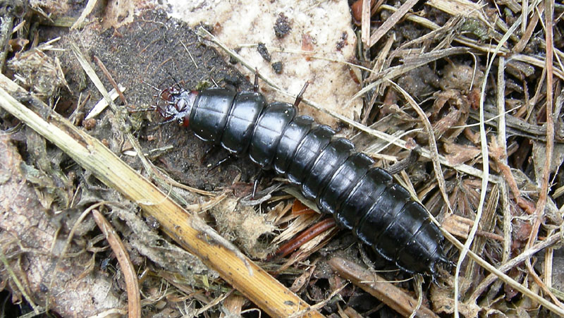 Larva di Carabus (Megodontus) germarii (Carabidae)