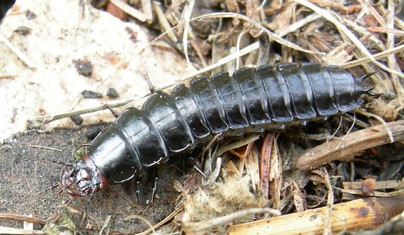 Larva di Carabus (Megodontus) germarii (Carabidae)