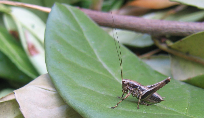 Pholidoptera griseoaptera