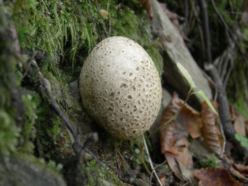 da determinare...(cfr. Scleroderma citrinum)