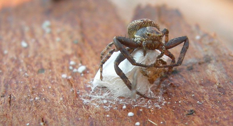 Xysticus sp.