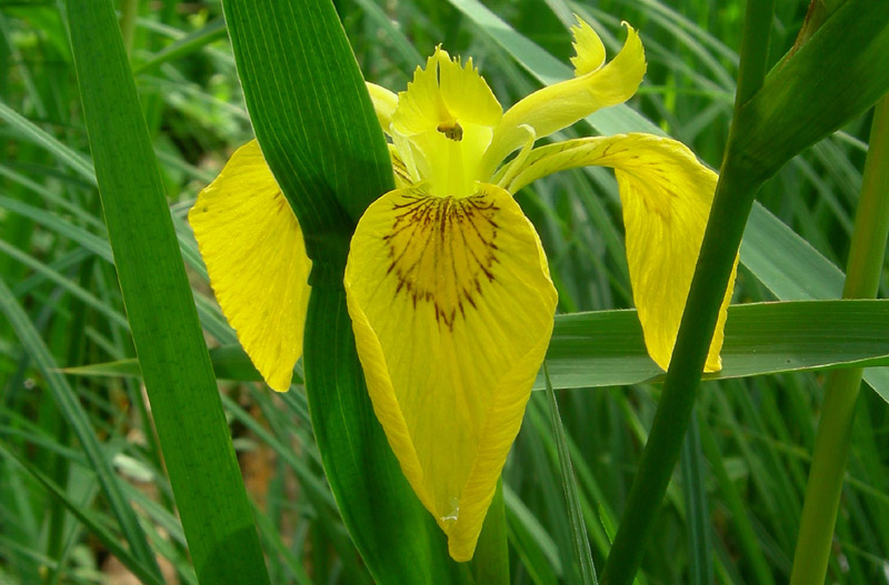 Iris pseudacorus