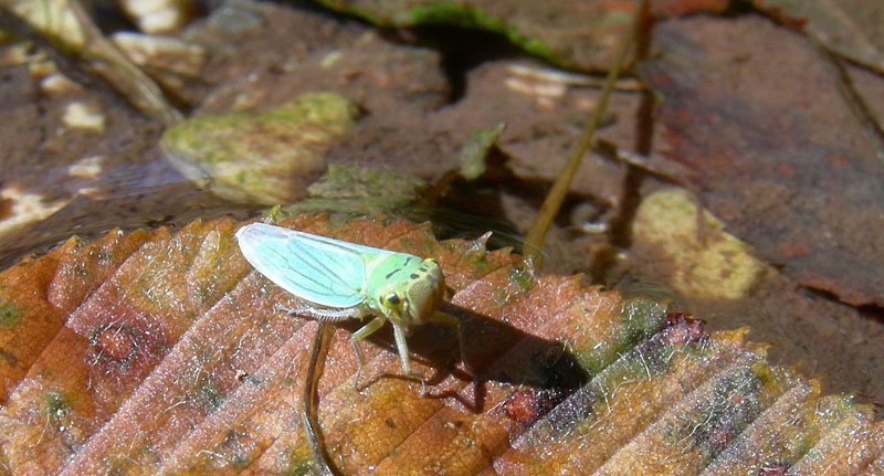 Cicadella viridis