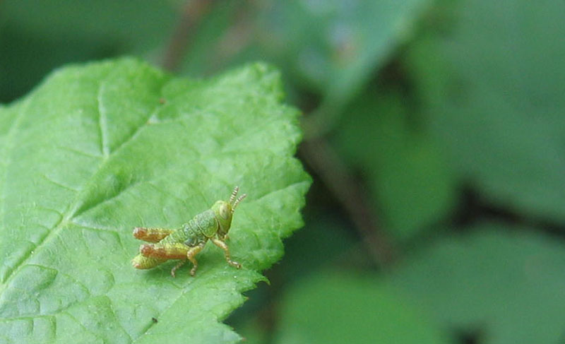 giovani e piccole: neanidi di Acrididae Catantopinae