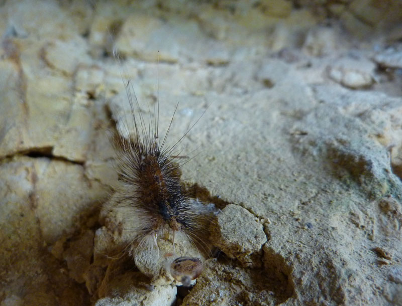 resti di: Lymantria dispar - Erebidae Lymantriinae......(TN)
