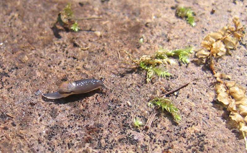 Vitrinidae...da Sopramonte (TN)