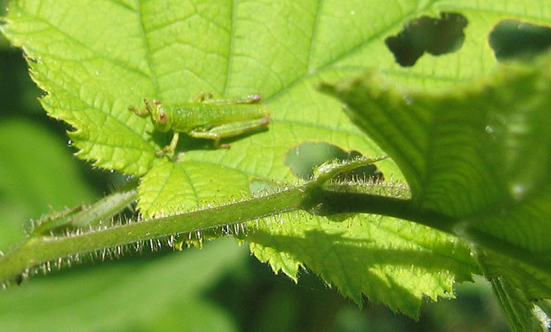 giovani e piccole: neanidi di Acrididae Catantopinae