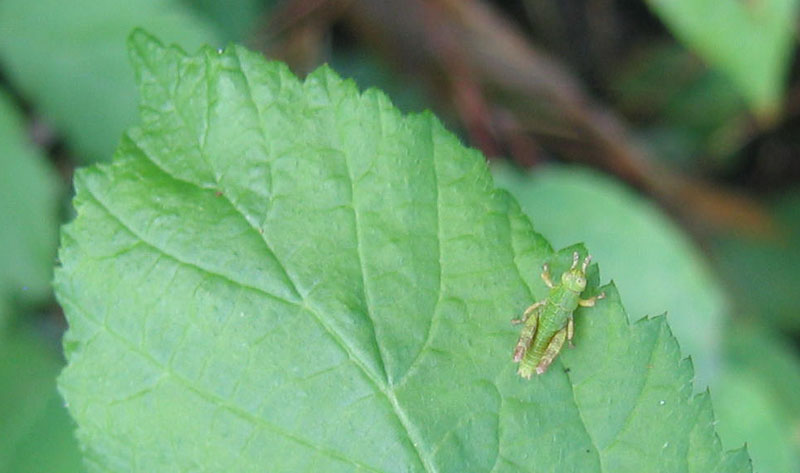 giovani e piccole: neanidi di Acrididae Catantopinae