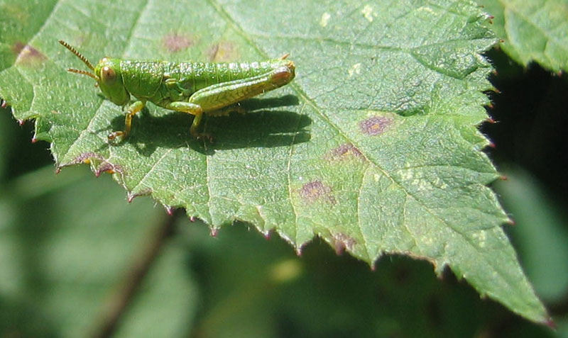 giovani e piccole: neanidi di Acrididae Catantopinae