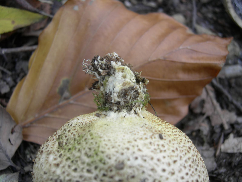 da determinare...(cfr. Scleroderma citrinum)