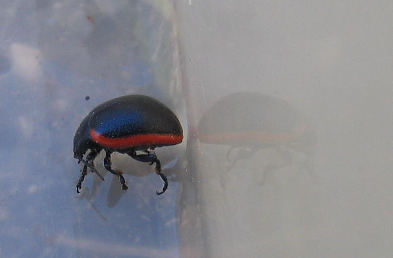 da determinare..... Chrysolina rossia