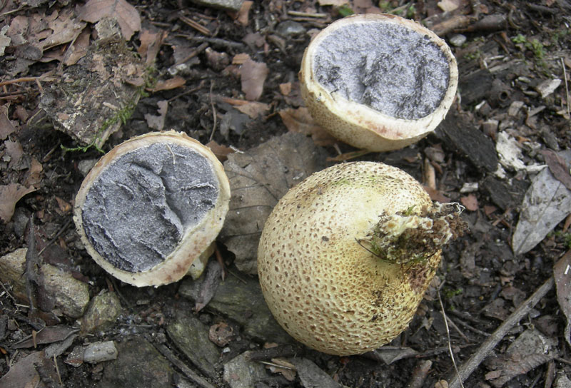 da determinare...(cfr. Scleroderma citrinum)