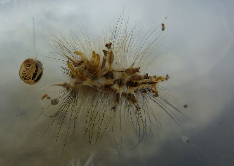 resti di: Lymantria dispar - Erebidae Lymantriinae......(TN)