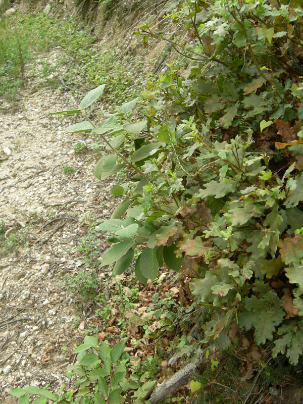 Synema globosum