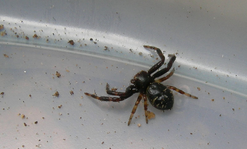 Synema globosum