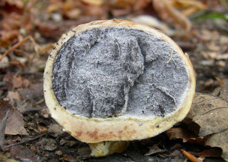 da determinare...(cfr. Scleroderma citrinum)