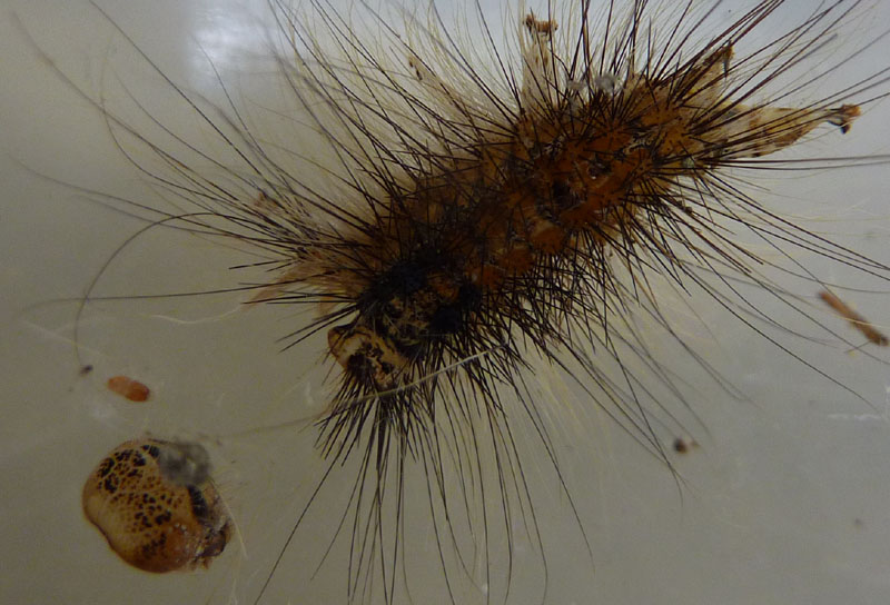 resti di: Lymantria dispar - Erebidae Lymantriinae......(TN)