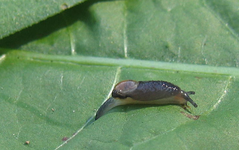 Vitrinidae...da Sopramonte (TN)