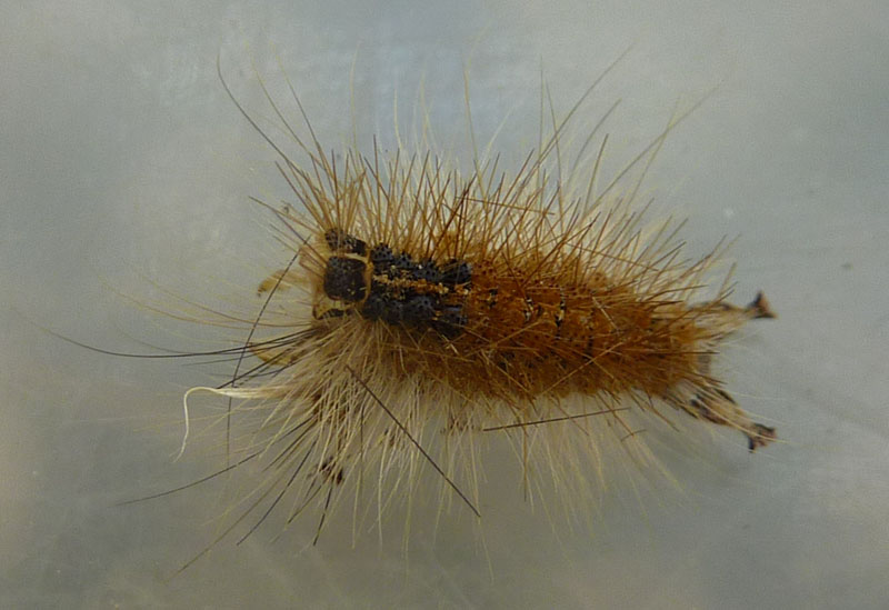 resti di: Lymantria dispar - Erebidae Lymantriinae......(TN)