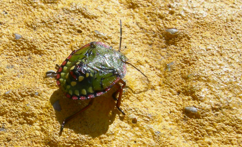 da determinare...... Nezara viridula, ninfa