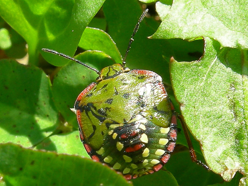 da determinare...... Nezara viridula, ninfa