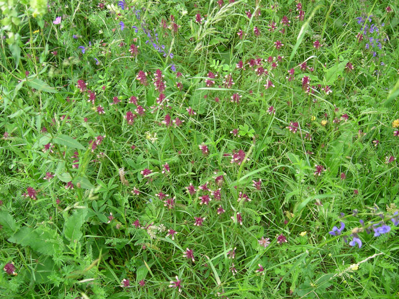 Melampyrum cristatum