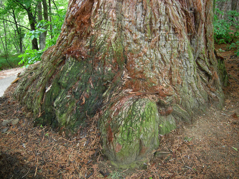 Alberi monumentali: 5 Sequoia (Favogna - BZ)