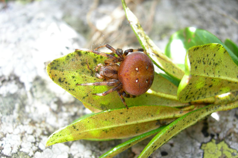 Araneus quadratus (variaz. cromatica arancione)