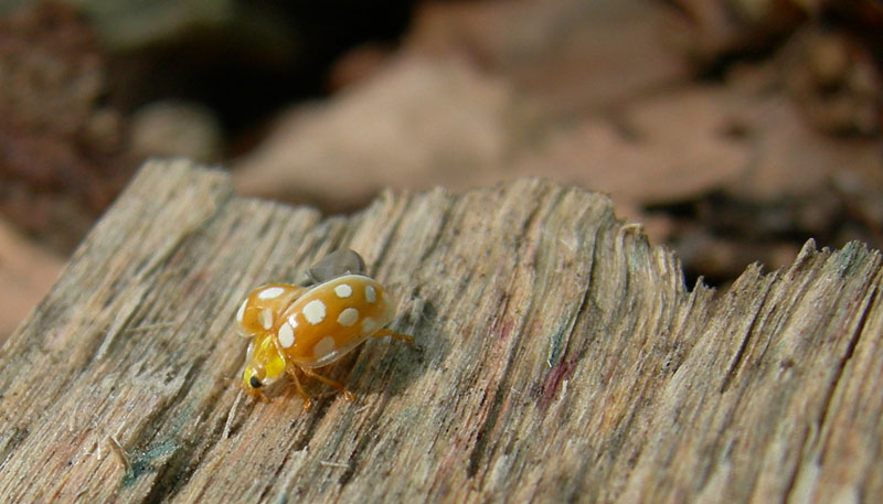 coccinella 