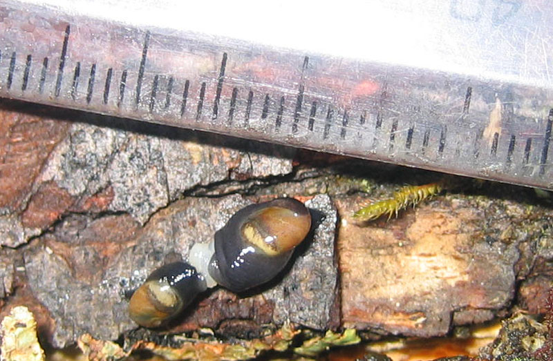 sar riuscito l''accoppiamento ?......Vitrinidae