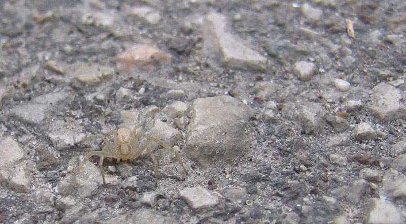 Philodromidae