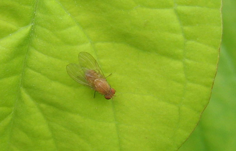 Minettia sp. (Lauxanidae)....dal Trentino