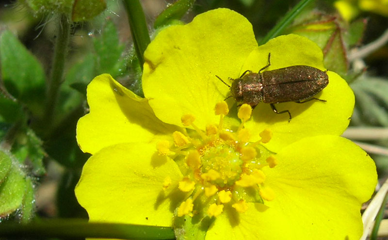 da determinare.......... Anthaxia cfr. funerula