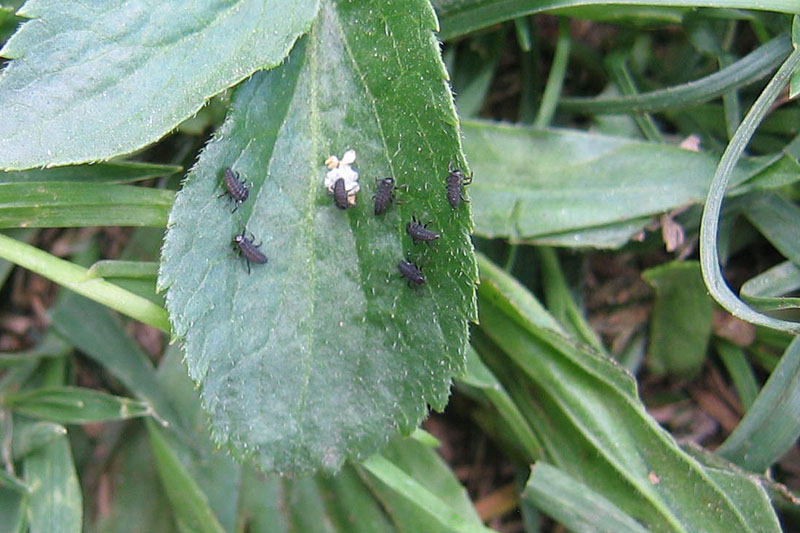 larve di Coccinellidae.........TN