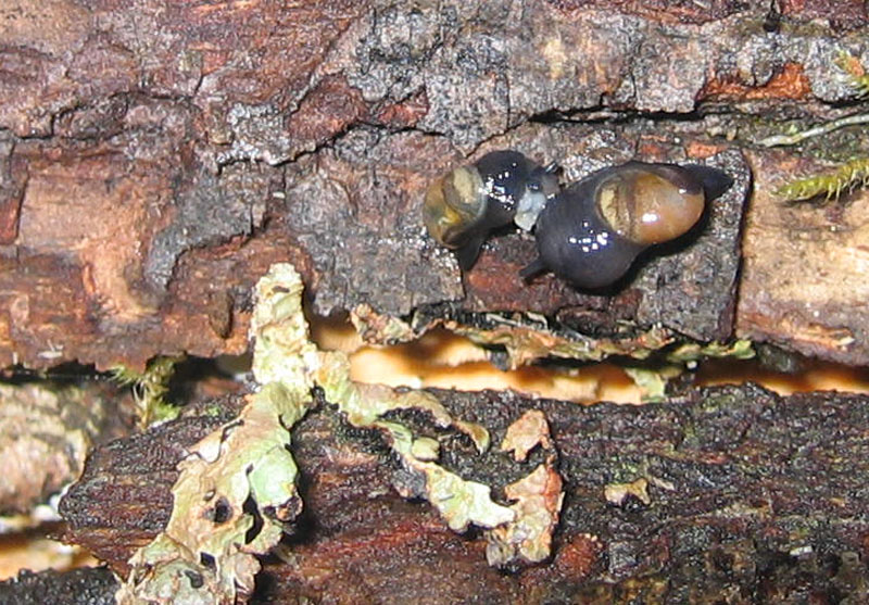 sar riuscito l''accoppiamento ?......Vitrinidae