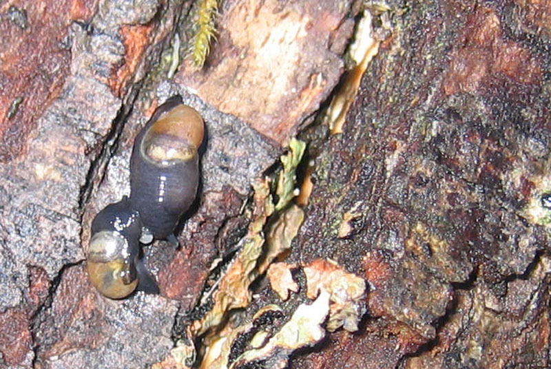 sar riuscito l''accoppiamento ?......Vitrinidae