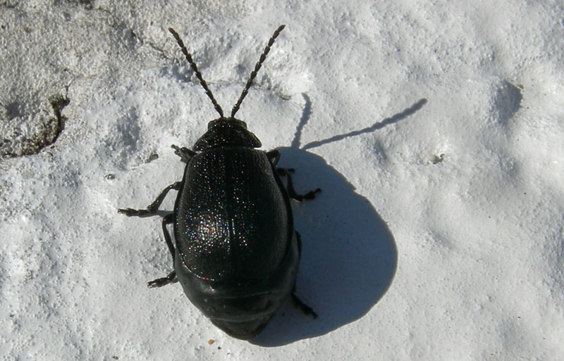 da determinare.....: Galeruca tanaceti, femmina (Chrysomelidae)