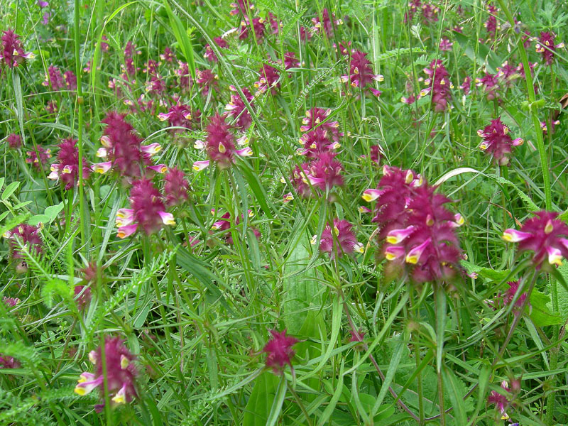 Melampyrum cristatum