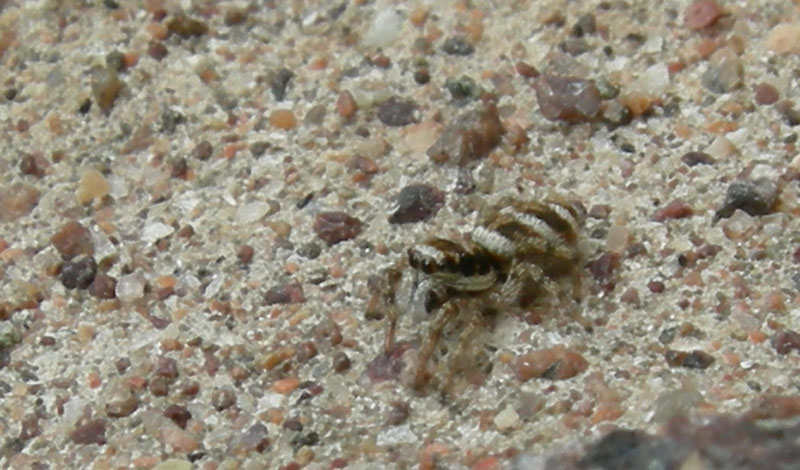 Salticidae.....