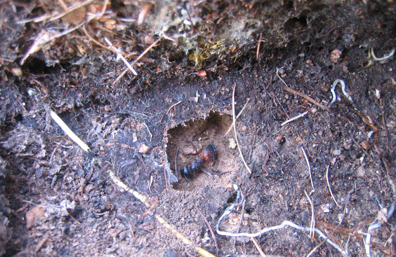 formiche giganti, uova (Camponotus sp.)