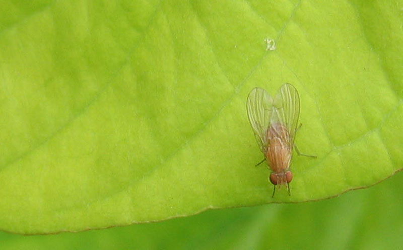 Minettia sp. (Lauxanidae)....dal Trentino