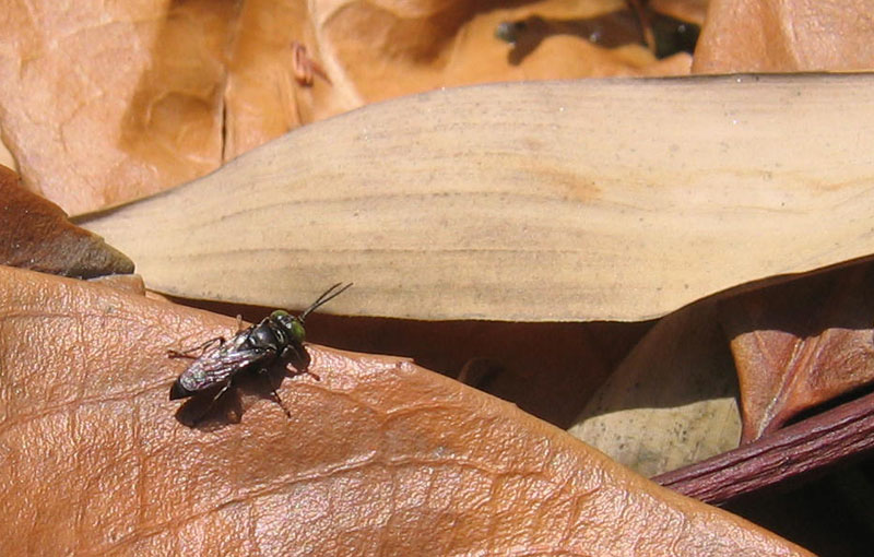 Crabronidae: forse, Tachisphex sp.