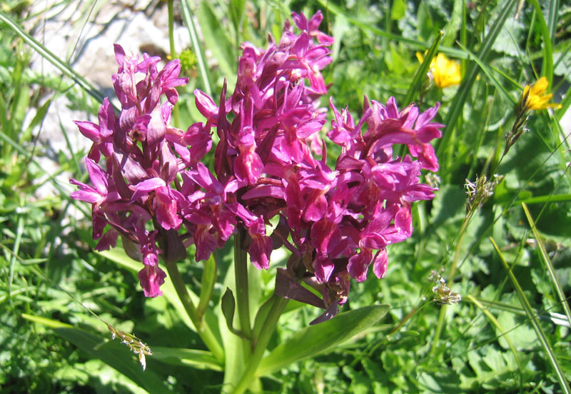 Dactylorhiza sambucina.... dalla Val di Ledro (TN)