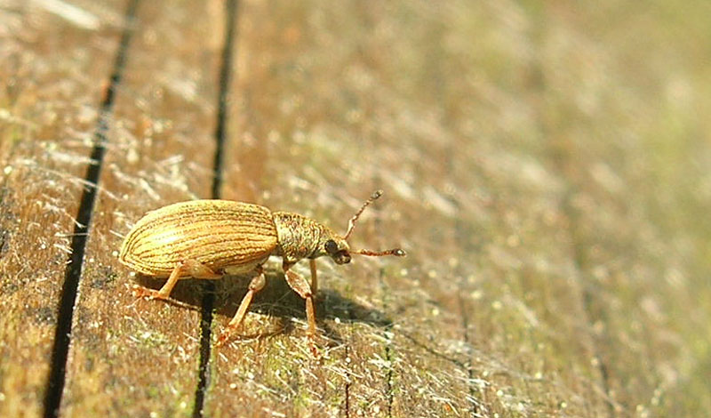 Polydrusus (Metallites) marginatus - Curculionidae